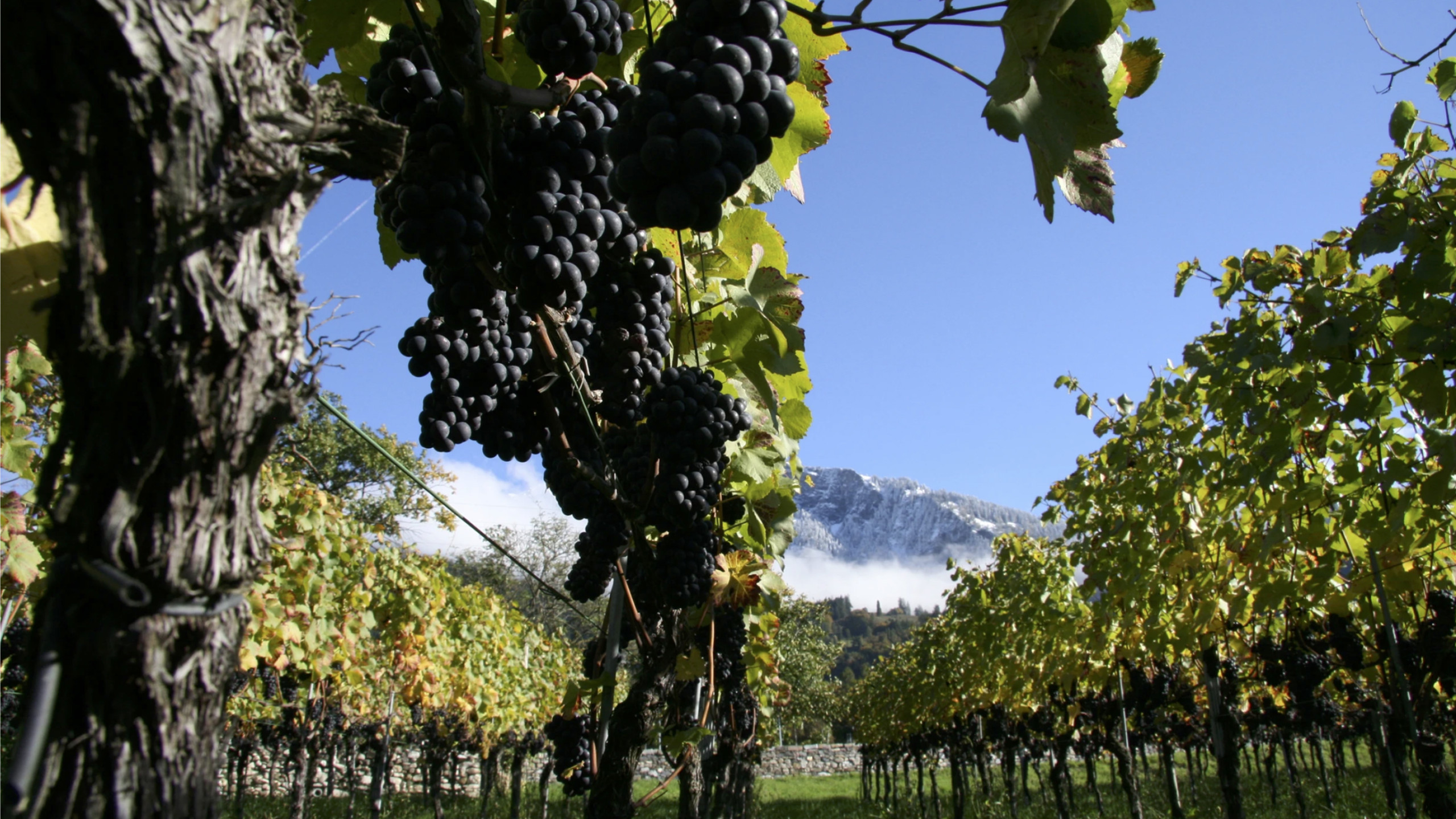 Weinregion - Graubünden Wein